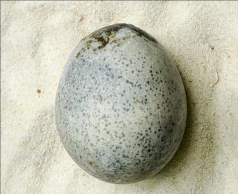 antik-cagdan-gelen-biyolojik-miras-yaklasik-1700-yillik-saglam-kus-yumurtasi